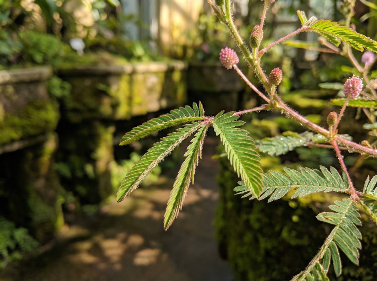 海角网含羞草视频教程